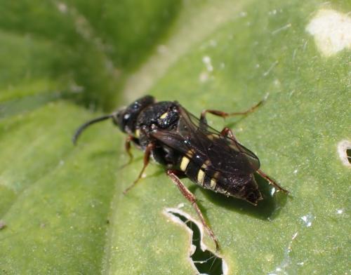 Nysson sp.